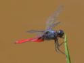 Planiplax sanguiniventris (Mexican Scarlet-tail) male-2.jpg